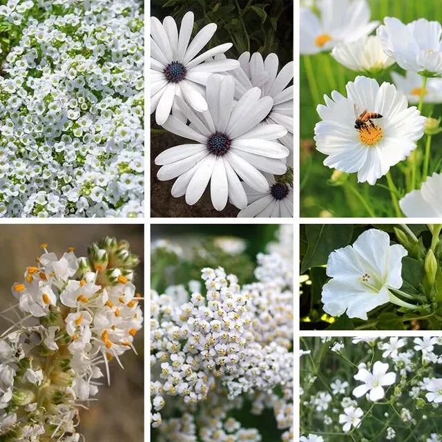 Organic White Wildflower Seed Mix - 200 Seeds - Non-GMO Native USA Blend - Various Species for Pollinator Gardens