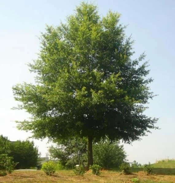 Willow Oak Tree Seedlings 1-2 Feet - Quercus phellos - Fast-Growing Hardwood for Shade and Landscaping