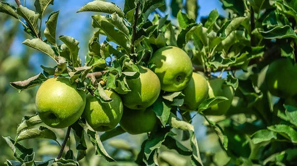 Granny Smith Apple Tree - Rooted Plant - Malus domestica - Compact, Tart Fruit for Small Gardens and Containers