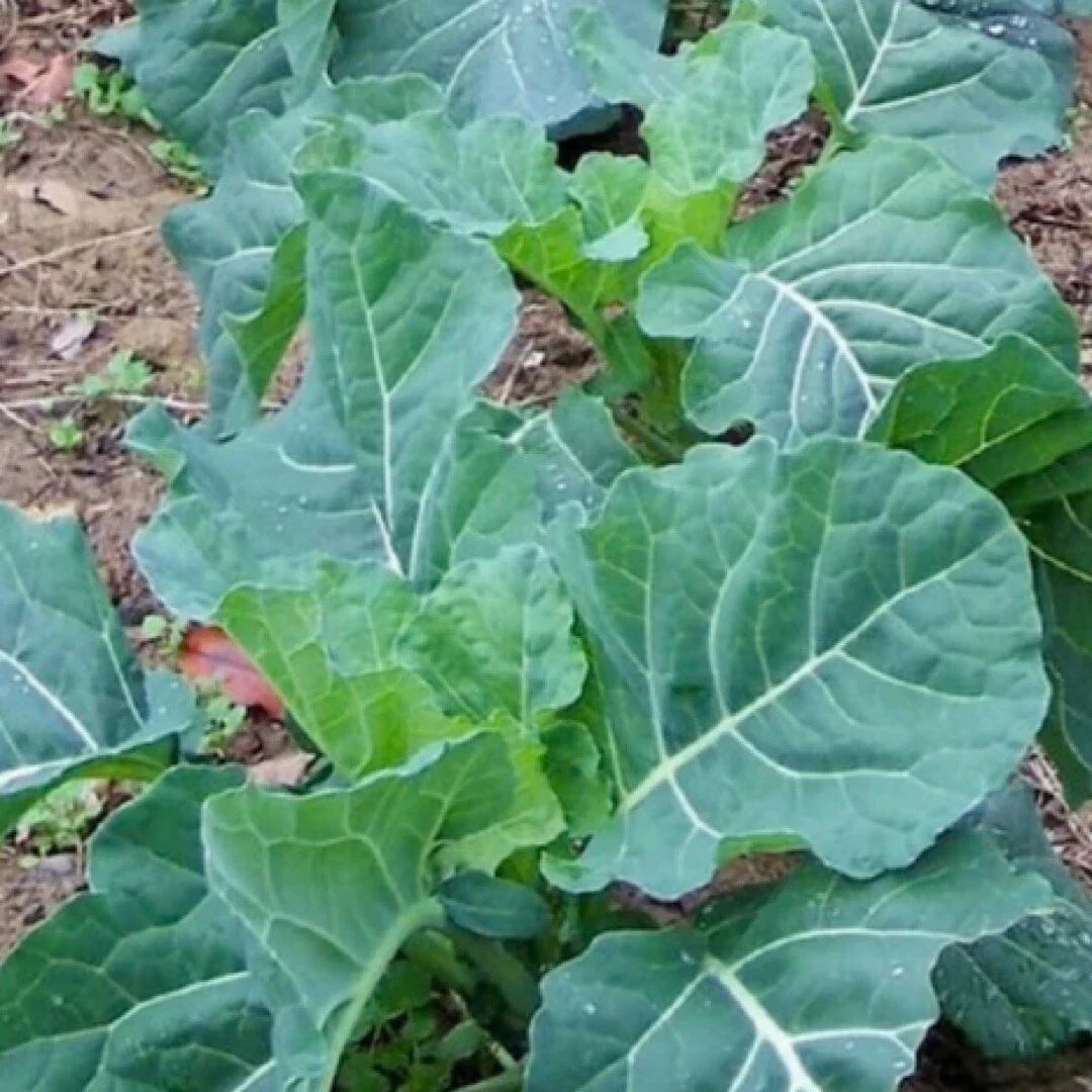 Georgia Collard Seeds - 400+ Heirloom Vegetable Seeds for Spring & Fall Planting, Brassica oleracea