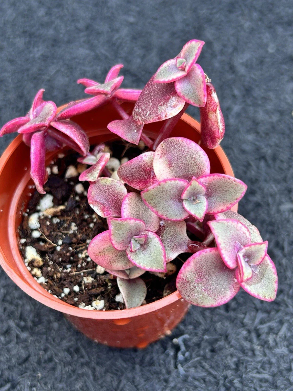 Live Succulent Plant - Calico Kitten - Crassula marginalis Rubra - Fully Rooted - Colorful Variegated Foliage