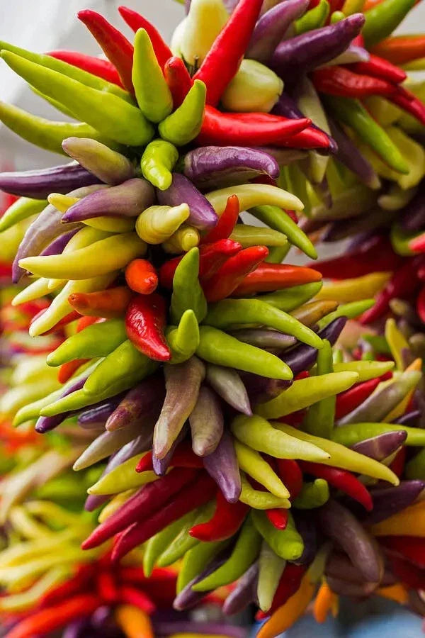 Cayenne Pepper Seeds - 100+ Heirloom Seeds - Fiesta Blend - Organic Non-GMO - Capsicum annuum - Spicy Garden Variety