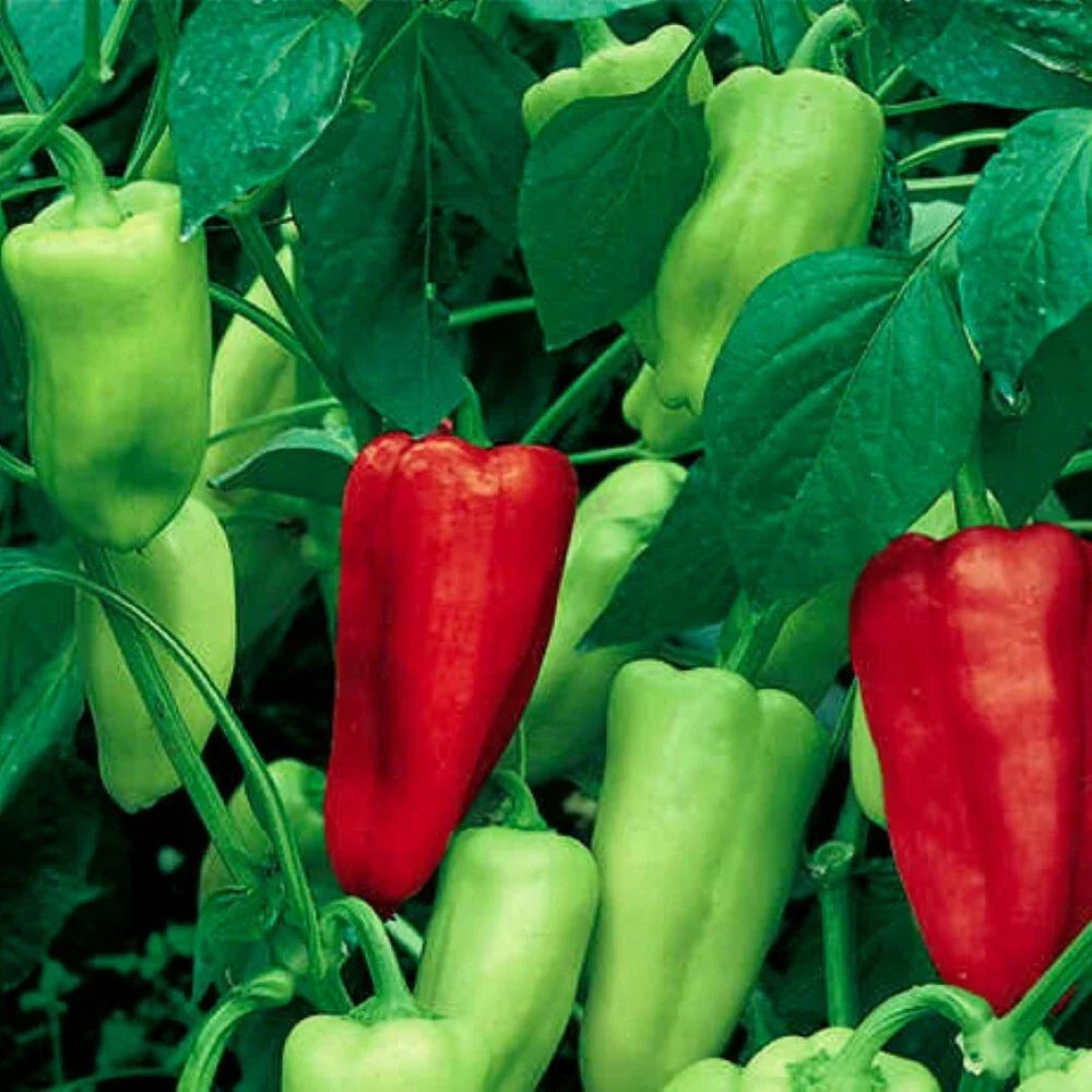 Sweet Pepperoncini Seeds | NON-GMO Heirloom | Capsicum annuum | Fresh Garden Peppers for Salads and Pickling