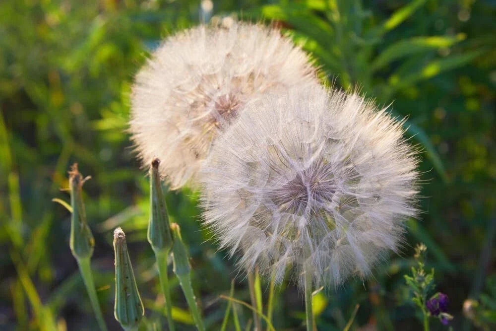 Salsify Seeds - 100 Non-GMO Seeds - White Salsify, Goatsbeard (Tragopogon porrifolius) for Home Gardening