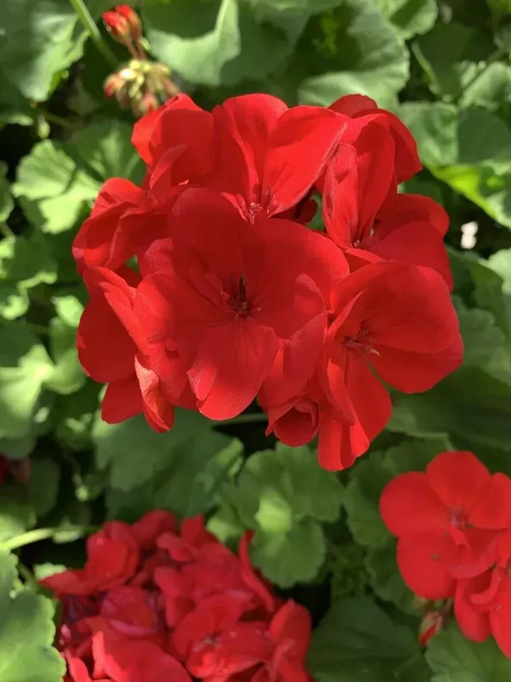 Red Geranium Cuttings - 6 Planting Cuttings - Pelargonium × hortorum - Vibrant Red Flowers - USA