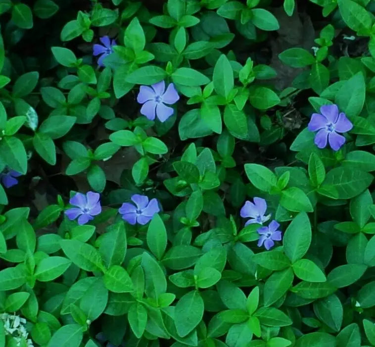 Periwinkle Live Rooted Starter Plants 12-Pack - Vinca Minor Solid Green Creeping Perennial Ground Cover for Garden