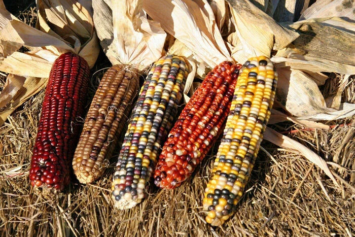 Ornamental Corn Seeds - Wampum Variety - Fresh Non-GMO Seeds - Zea mays 'Wampum' - Purple and White Striped Kernels
