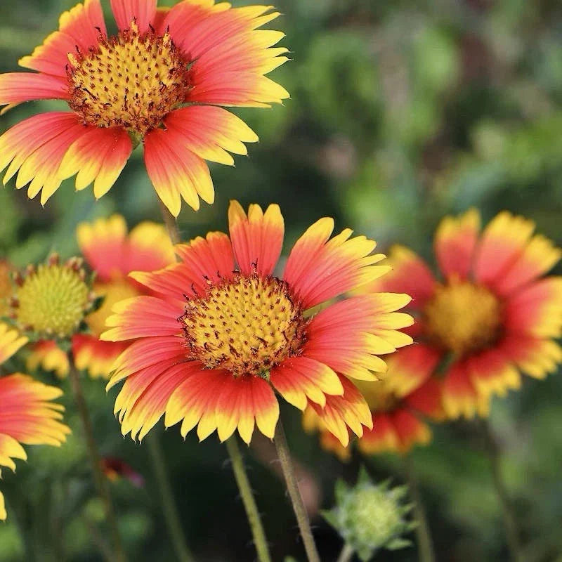 Indian Blanket Seeds - 200 Pack - Gaillardia pulchella - Native Wildflower Seeds for Garden - USA Seller