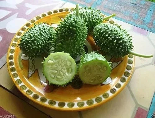 West Indian Gherkin Seeds - 100+ Heirloom Burr Spike Cucumber Seeds - Cucumis anguria - Perfect for Pickling & Fresh Salads