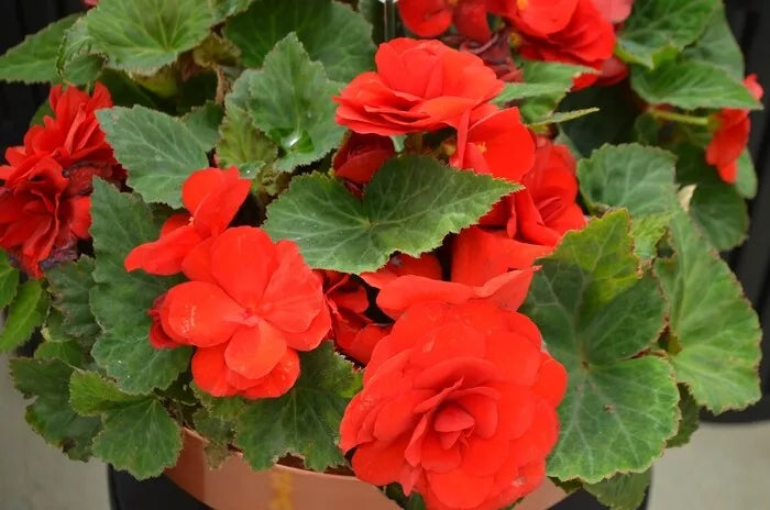 Begonia Seeds 1000 Count Bright Red Nonstop Begonia x tuberhybrida for Gardens and Containers