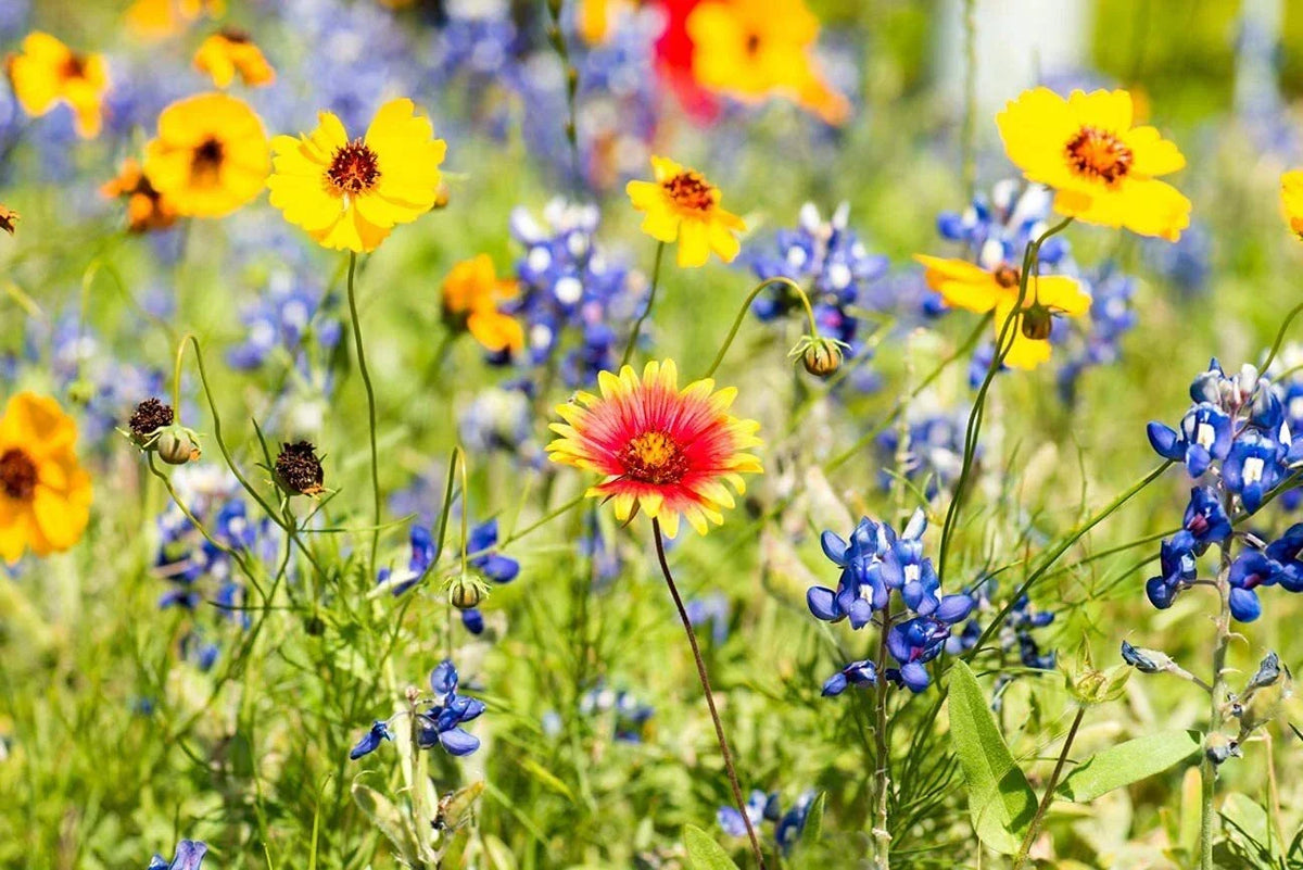 Wild Flower Seeds Packet Kit | Open-Pollinated Bulk Mix | Covers 10 Square Feet | Various Species Mix for Pollinators