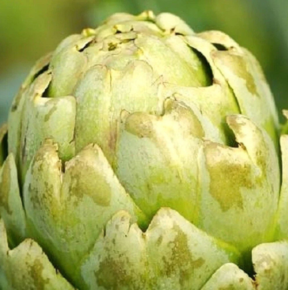 Green Globe Artichoke Seeds | Heirloom NON-GMO Organic Vegetable Seeds | Cynara scolymus