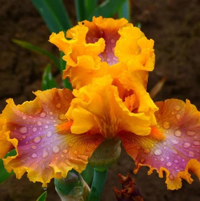 Tall Bearded Iris Rhizome, Purple Flowering Perennial, Iris Germanica 'Nice Job' - Low Maintenance Garden Plant