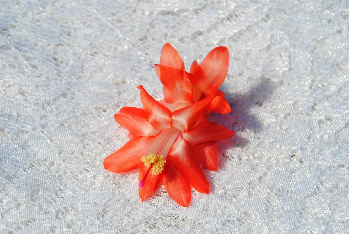 Christmas Cactus Starter Plant - Blushing Belle - Schlumbergera Truncata - Well-Rooted Indoor Cactus for Home Decor