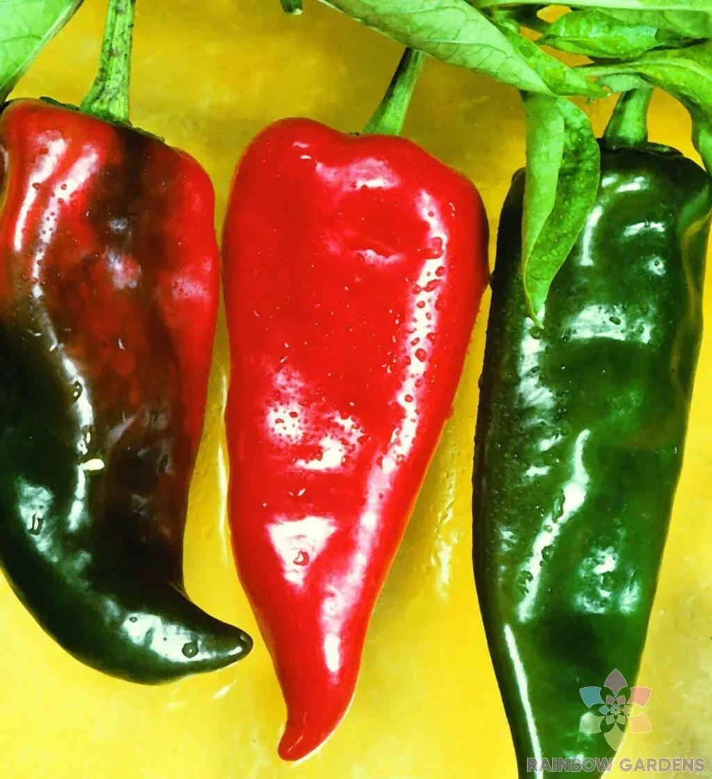 Anaheim Chili Hot Pepper Seeds, 25+ Count, Capsicum annuum, Non-GMO, Ideal for Garden Planting, USA Grown