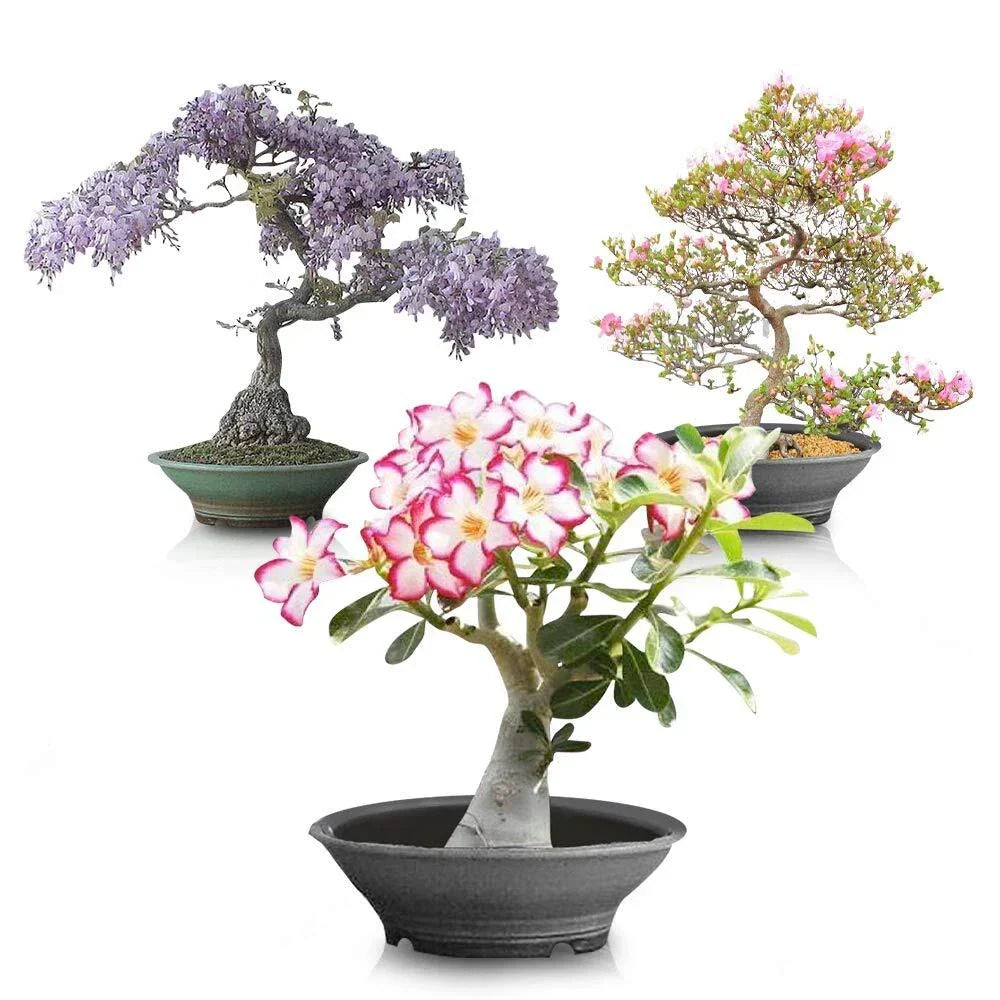 Flowering Bonsai Tree Seed Bundle | Various Colors & Species | Perfect for Container Gardening | Various Scientific Names