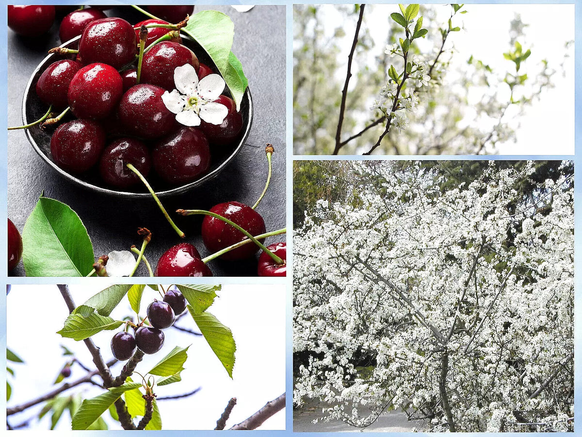 Sand Cherry Seeds - 5 Pack - Edible Fruit Shrub - Prunus pumila - Drought-Tolerant, Compact Growth, Attracts Pollinators