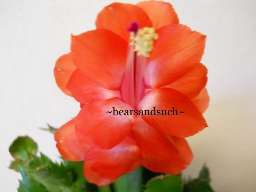 Schlumbergera Starter Plant - 4-Inch Sunset Dancer Christmas Cactus - Schlumbergera truncata - Vibrant Orange & Pink Blooms