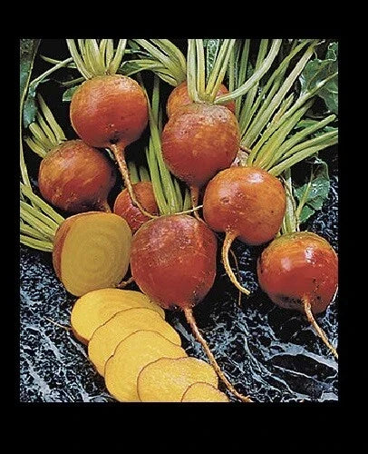Golden Beet Seeds - Bulk Heirloom Variety, Treated, Beta vulgaris - 30/100/200/400 Seeds for Fast Growth, 55 Days to Harvest