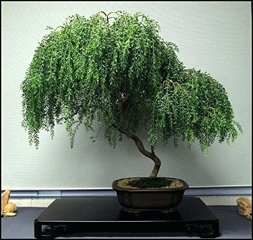Dwarf Weeping Willow Bonsai Tree Cutting - Large Thick Trunk - Salix babylonica 'Pendula' - Ready to Plant, Indoor/Outdoor
