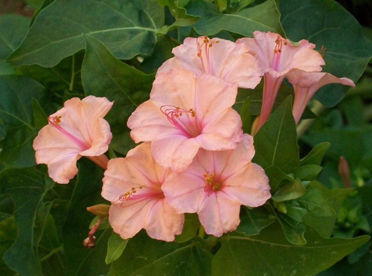 Salmon Four O'clock Flower Seeds - 25 Pack - Mirabilis jalapa - Perennial Blooms - Attracts Pollinators - US Seller