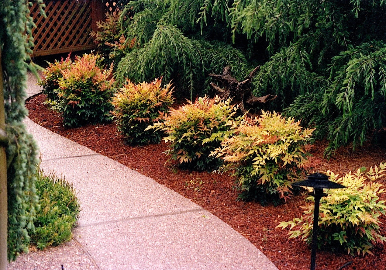 Dwarf Nandina Plants - 10 Live Plants in 2.5" Pots - Nandina domestica 'Nana' for Borders and Containers