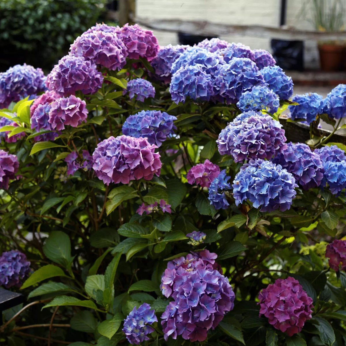 Penny Mac Hydrangea Live Plant 6+ Inch Reblooming Hydrangea macrophylla for Shade Zones 5-9 - Color-Changing Blooms