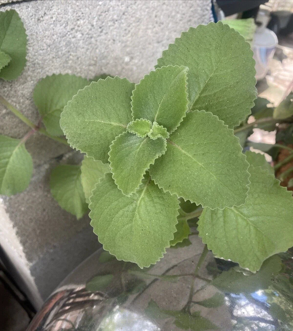 Cuban Oregano Plants - 3 Rooted Plants + 10 Bonus Leaves - Plectranthus amboinicus, Mexican Mint, Spanish Thyme