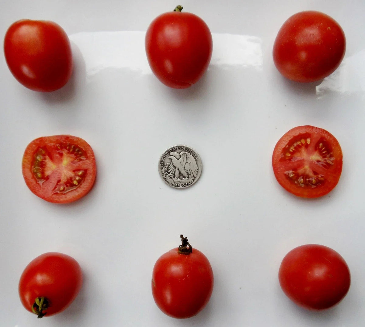 Northern Delight Seeds - 25 Fresh Non-GMO Seeds - Very Early Variety for Quick Harvest - Ideal for Home Garden