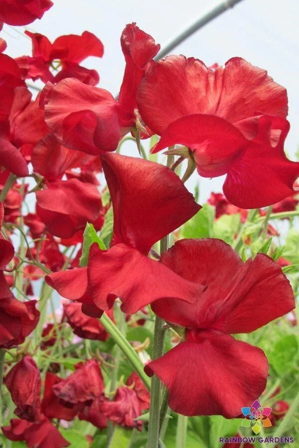 George McAra Sweet Pea Seeds - 50+ Pack for Garden Planting - Lathyrus odoratus - USA Quality, Free Shipping