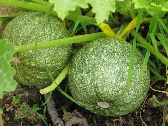 Zucchini Seeds 16 Pack Round Variety Cucurbita pepo Non-GMO for Home Gardening - GroCo USA