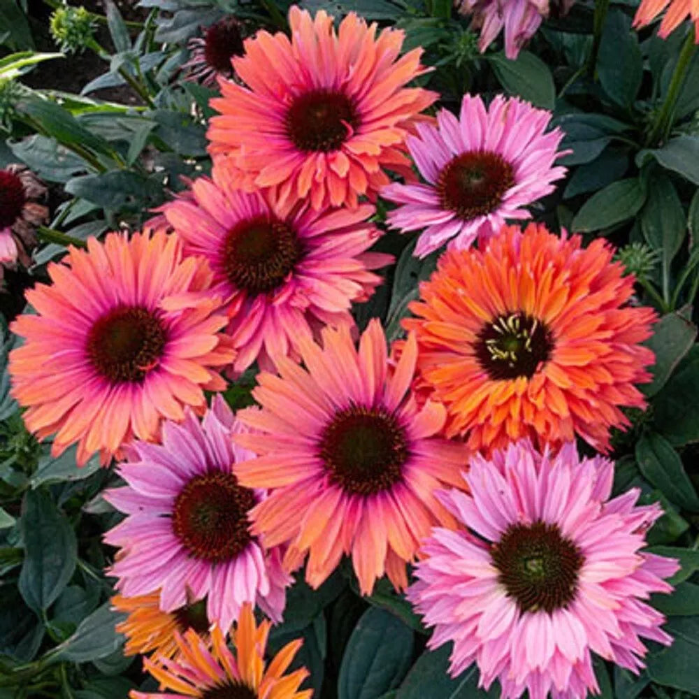 Sunseeker Rainbow Coneflower Seeds - 50 Echinacea purpurea Perennial Seeds for Vibrant Garden Blooms, Attracts Pollinators