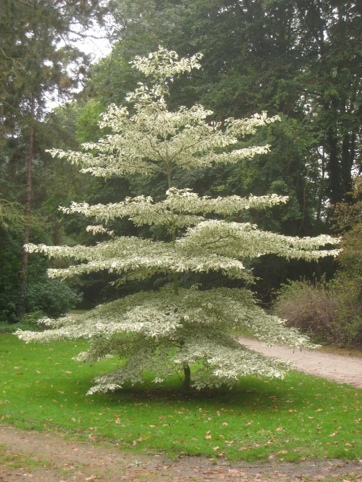 Giant Dogwood Seeds - 20 Pack, Cornus controversa, Ornamental Tree Seeds for Unique Landscape Planting