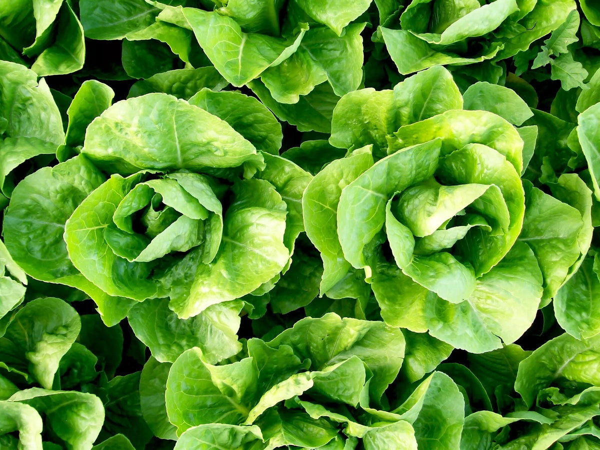 Parris Island Cos Romaine Lettuce Seeds 600+ Non-GMO - Lactuca sativa - Ideal for Home Gardening, Organic Vegetable Seeds