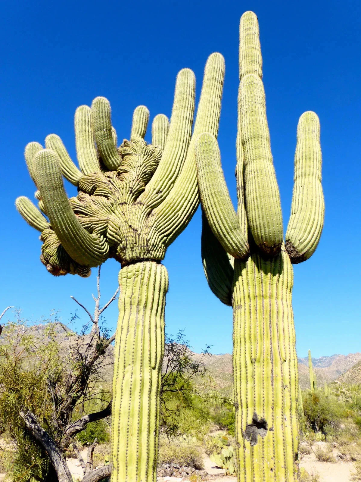10 Saguaro Cactus Seeds, Carnegiea gigantea, Drought-Resistant Tree-like Cacti for Garden, Xeriscaping, Low-Water Plants