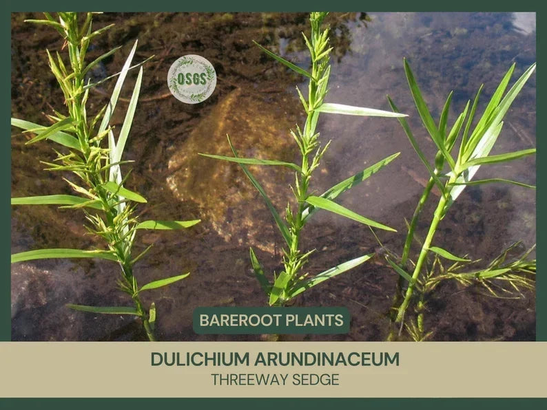 Bare-root Threeway Sedge Plants | Dulichium arundinaceum | Freshly Collected Native Plant for Wetlands & Rain Gardens