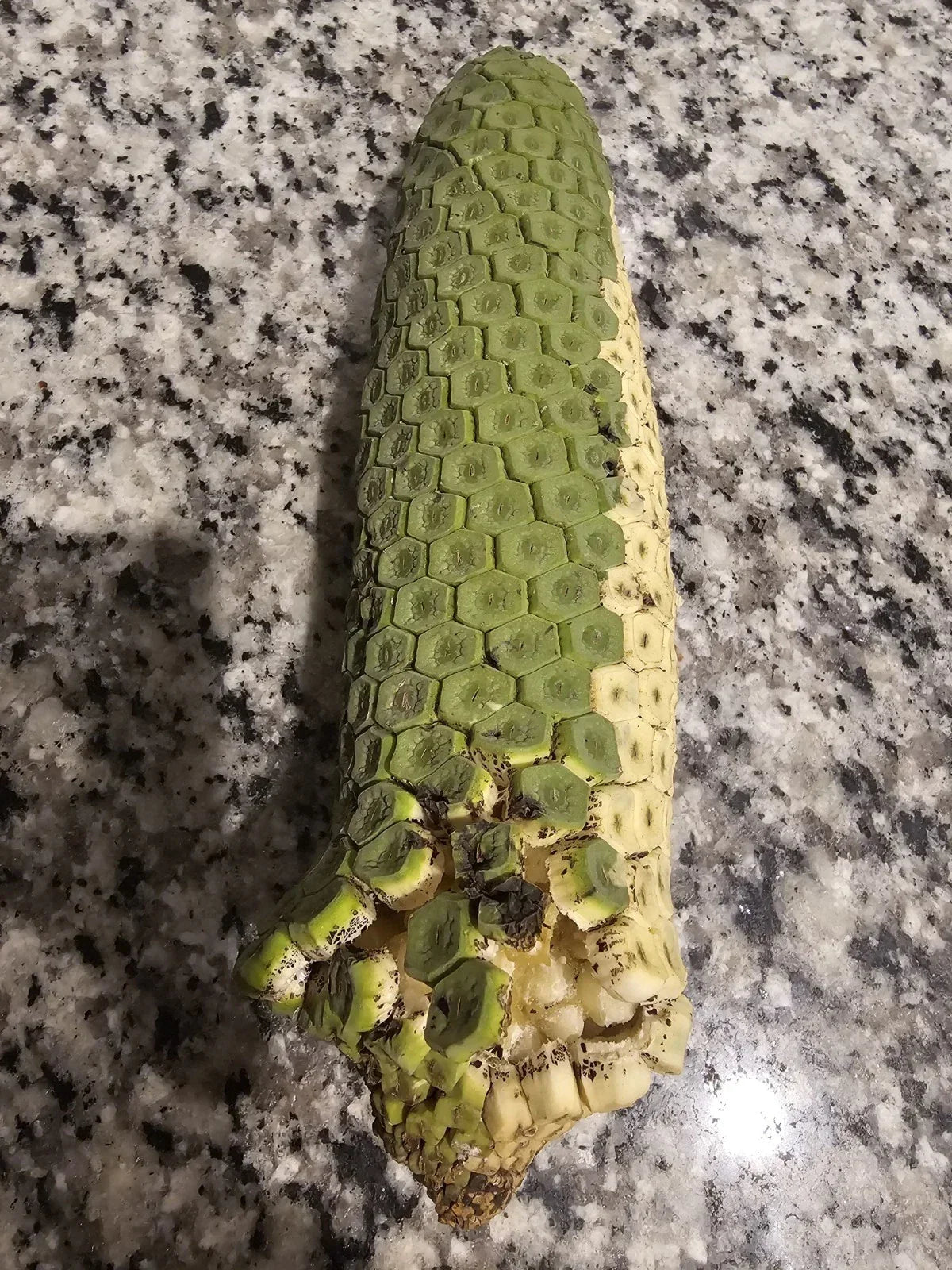 Rare Monstera Deliciosa Starter Plant - Edible Tropical Fruit with Pineapple-Banana Flavor, Monstera deliciosa