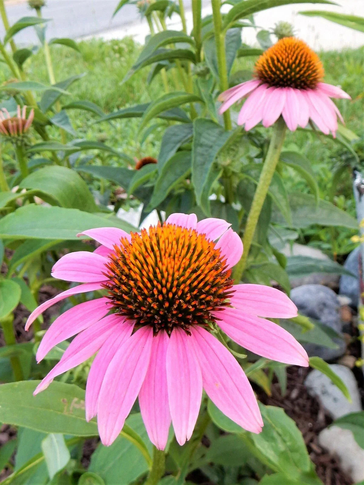 Echinacea Purpurea Coneflower Perennial - 10 Live Plants - Vibrant Purple Flowers - Drought Tolerant Garden Perennials