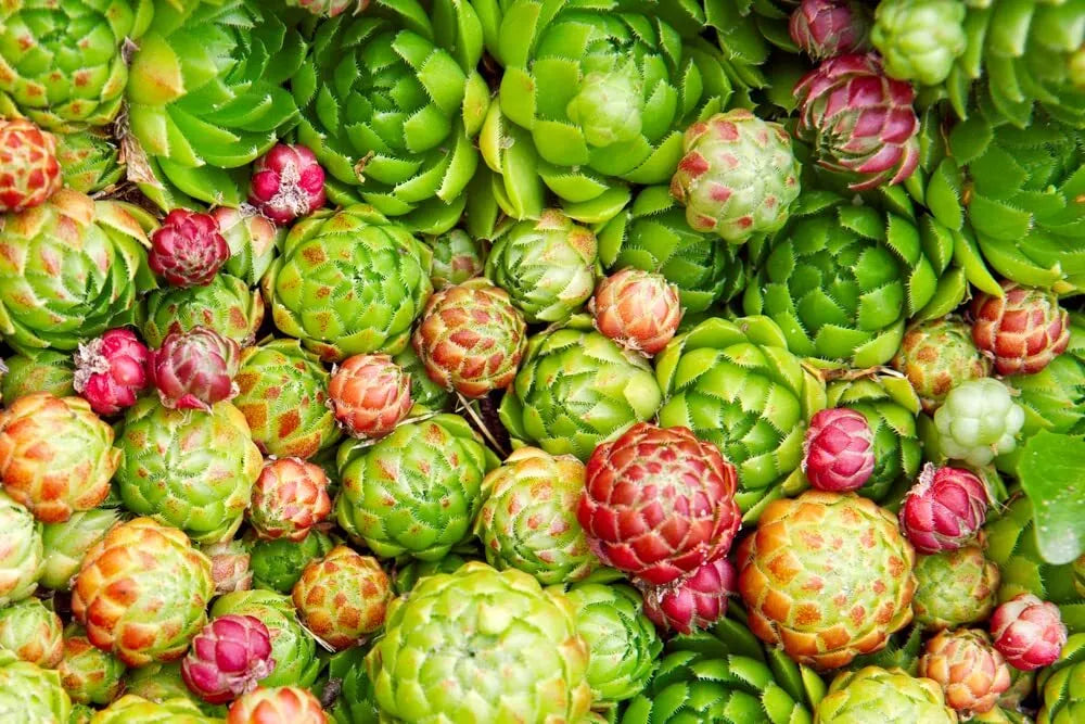 Hen's and Chick's Succulent Seeds - 200 Seeds - Hardy Perennial Sempervivum tectorum - Easy to Grow for Any Garden