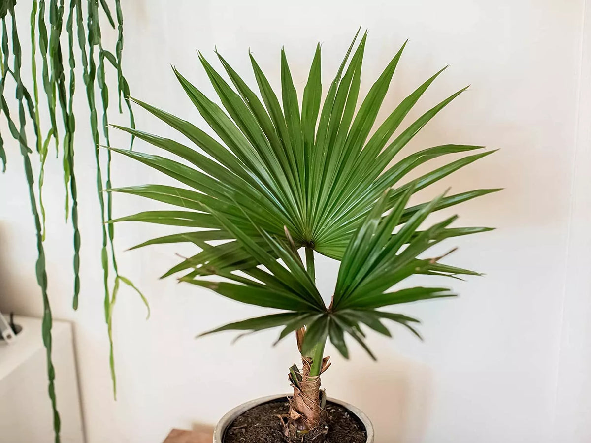 Fan Palm Bonsai Tree Seeds - 10 Pack - Livistona chinensis - Indoor/Outdoor Planting