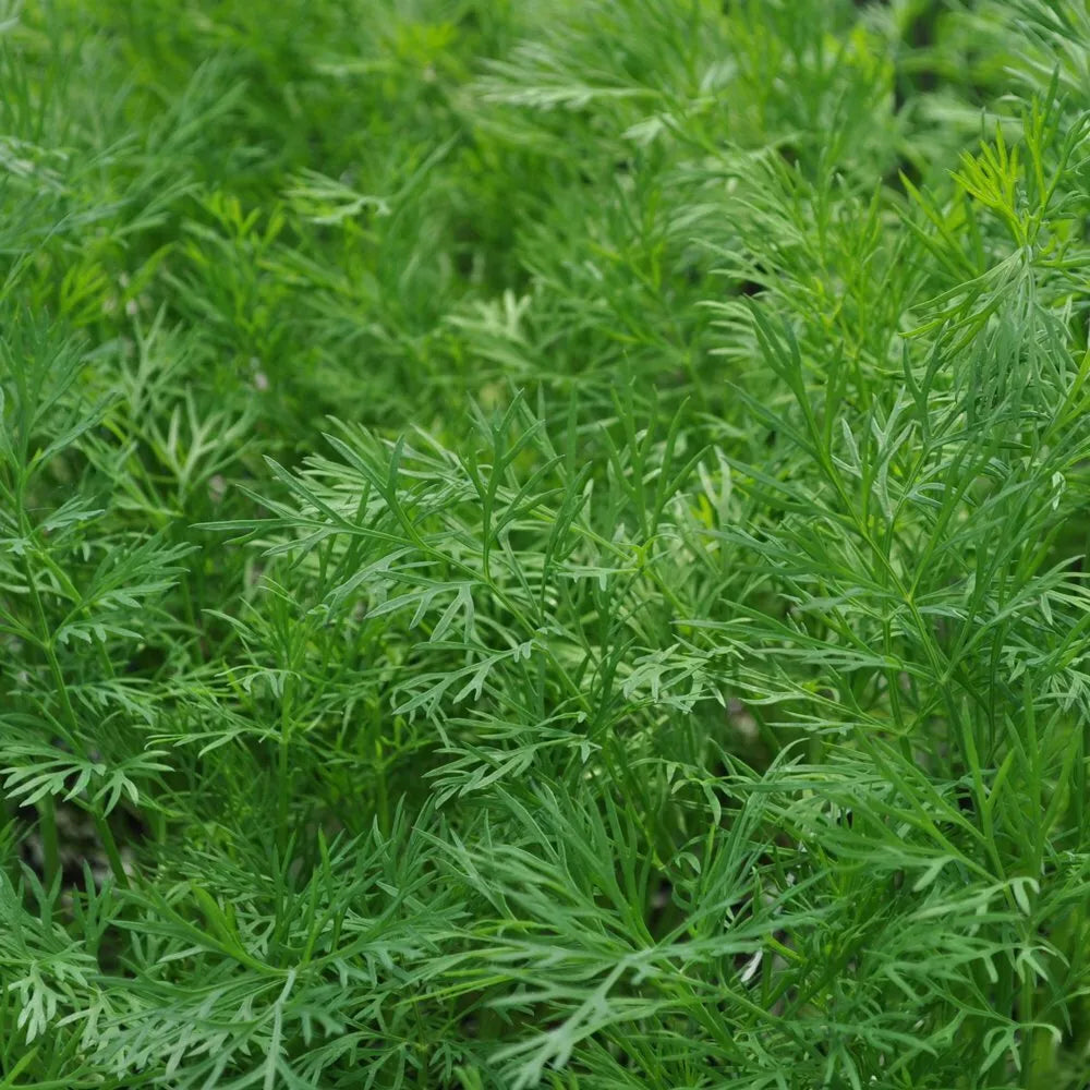 Dukat Dill Seedling - Heirloom NON-GMO Fresh Herb, Leafy Foliage, Anethum graveolens, Garden Culinary Herb