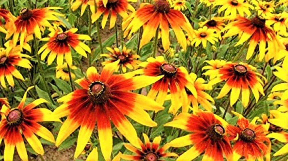 Gloriosa Daisy Seeds - 1000+ Seeds - Yellow and Orange Blooms - Rudbeckia hirta - Non-GMO, Easy to Grow