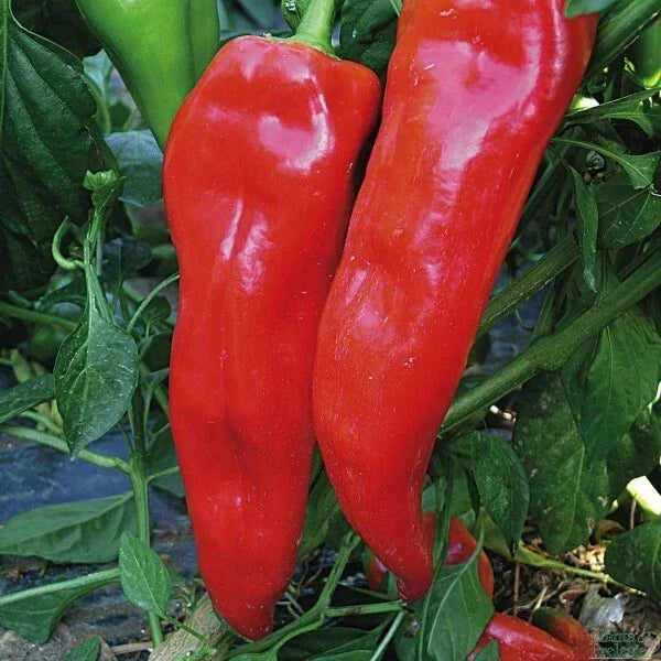 Pepper Seeds 30+ Corno Di Toro Rosso Sweet Red Capsicum annuum - Italian Bulls Horn Variety for Home Gardens