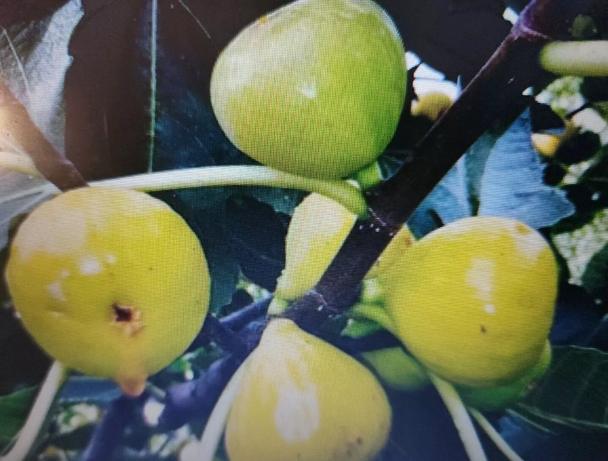 Lattarula Honey Fig Tree Seeds - 200+ Seeds, Ficus carica 'Lattarula', Sweet Honey-Flavored Figs for Garden or Patio