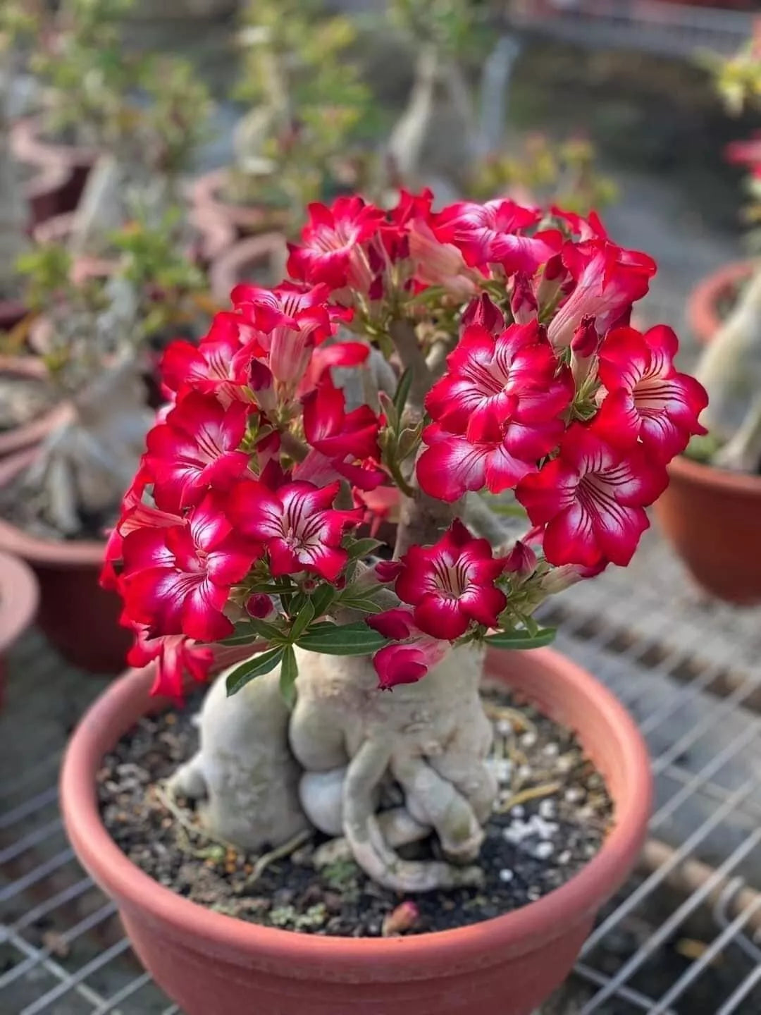 Adenium Bonsai Tree Seeds 15 Pack - Blooming Desert Rose - Adenium obesum - Easy Indoor Growing Plant