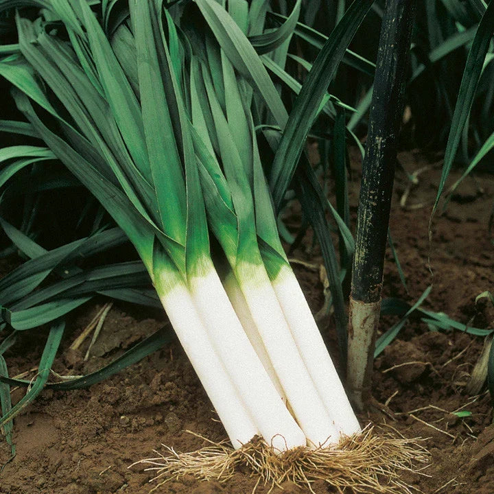 American Flag Leek Seeds, Broad London Variety, NON-GMO Heirloom, Allium ampeloprasum, Organic Gardening Seeds