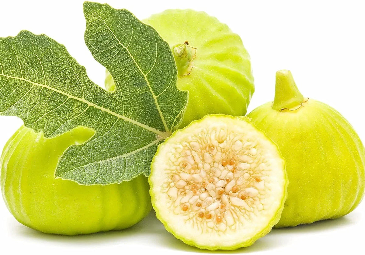 Marseilles Fig Plant - Live Root, Self-Pollinating, Ficus carica - Ideal for Zones 7-9, Perfect for Container Gardening