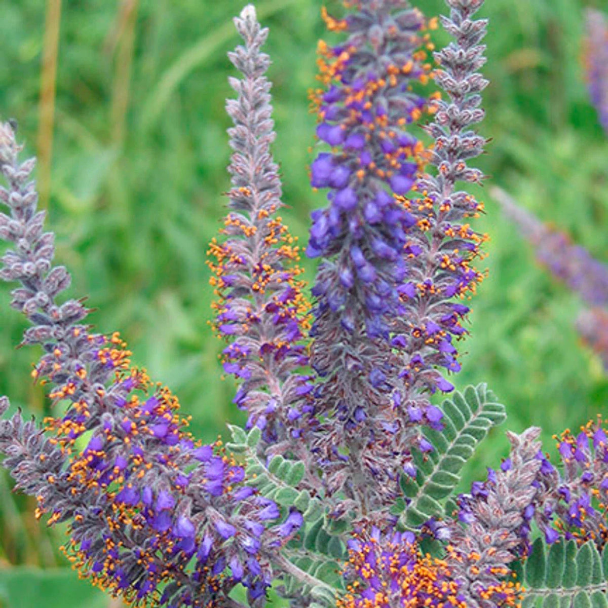 Lead Plant Seeds - 115 Pack - Drought Tolerant Perennial - Amorpha canescens - Purple Flowers - Attracts Pollinators