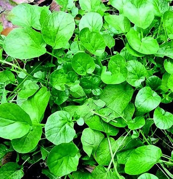 Upland Cress Seeds - 500+ Non-GMO Microgreens - Barbarea verna - Ideal for Indoor/Outdoor Gardening - Fast Germination