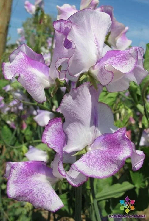 50 Sir Jimmy Shand Sweet Pea Seeds - Pink Lavender Heirloom - Lathyrus odoratus - USA Grown, Free Shipping